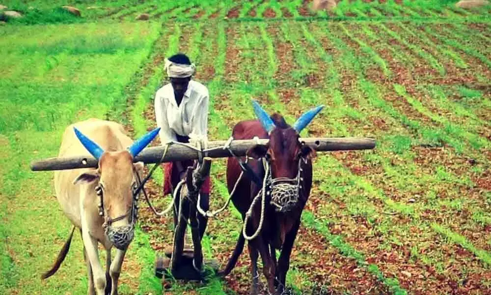 Farmer Registry' mandatory for farmers: Telangana government