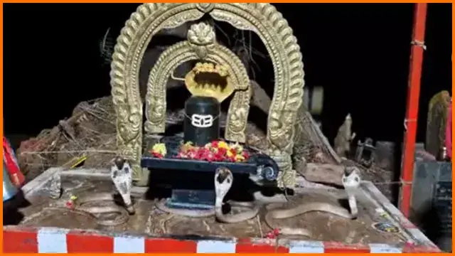 A wonderful scene in Nellore district.. Three cobras circumambulating around a Shivalinga.. Here is the video!