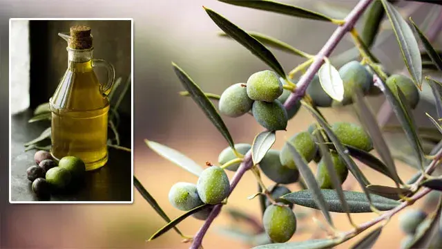 Olive cultivation in India.. Rajasthan is creating wonders