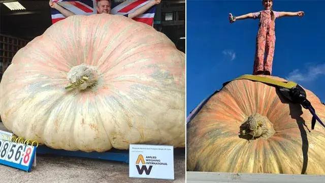 Pumpkin heavier than a rhinoceros.. a new world record at 1,295 kg!